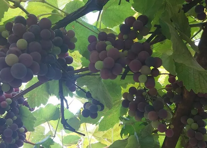 公寓 Barnet House Lamezia *